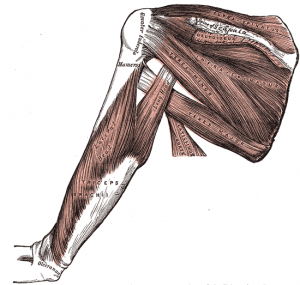 Triceps_brachii