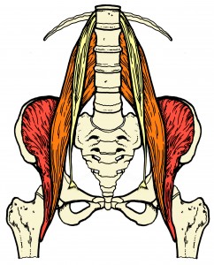 psoas and the diaphragm