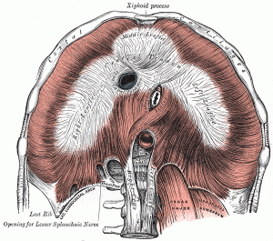 psoas and the diaphragm