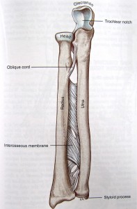 interosseous membrane