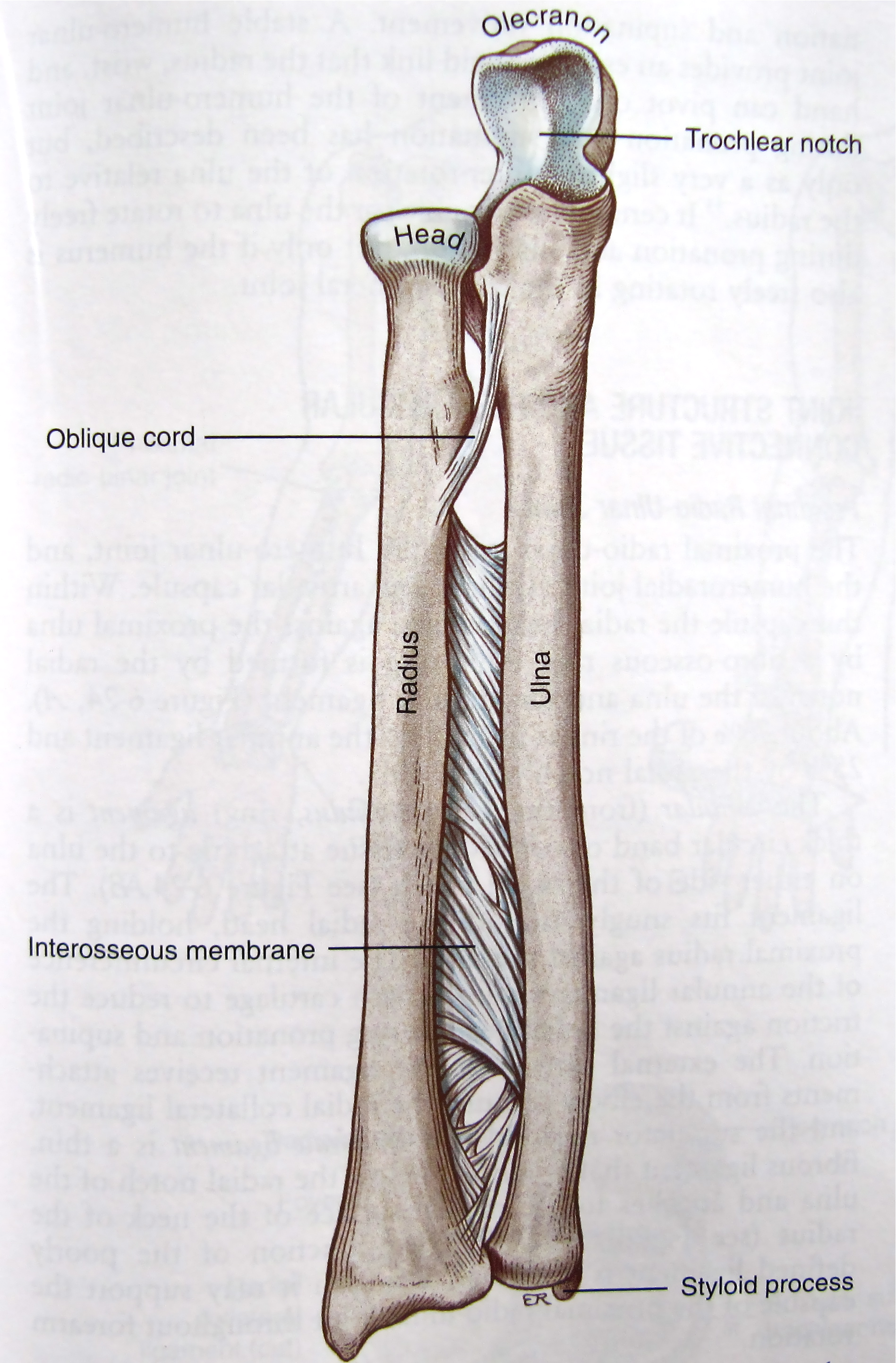Соединения локтевой кости. Межкостная мембрана предплечья. Кость предплечья анатомия. Межкостная перепонка предплечья. Межкостная мембрана голени.