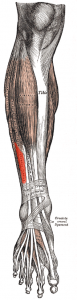 peroneal