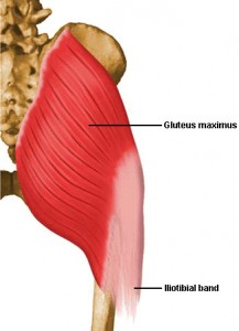 gluteus maximus