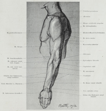 Braus_1921_132