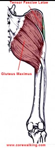 gluteus maximus