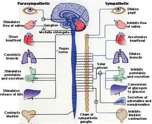 The Vagus Nerve