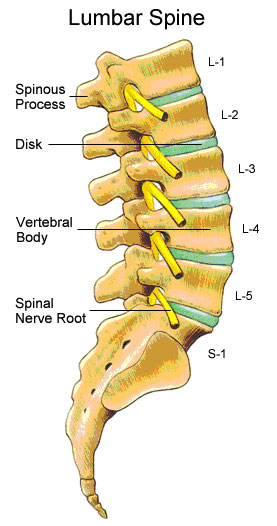 Anatomy Of Lumbar Spine