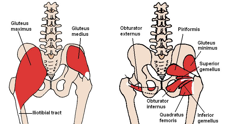 Tight Gluteus Medius Tight Gluteus Medius