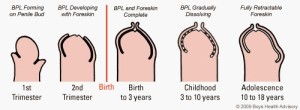 prepuce-development-CDM1
