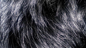 Blackhair10