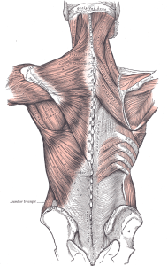 thoracolumbar fascia