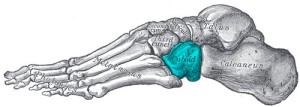 cuboid bone