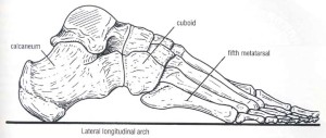 cuboid bone