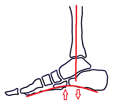Foot Arch Spring spring arch of the foot | CoreWalking
