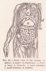 origin and insertion