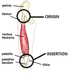 origin and insertion