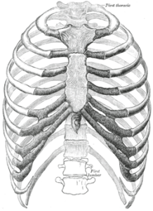 dysfunctional rib