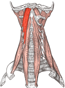 longus colli and longus capitis