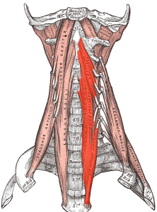 lungus colli and longus capitis