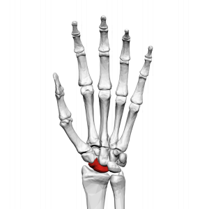 scaphoid bone