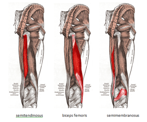 strenthening the hamstrings