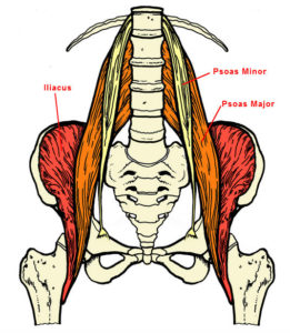 psoas