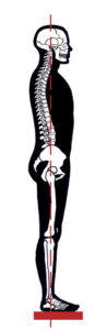 1-skelton-good-posture