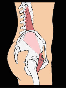 psoas