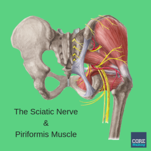 the sciatic nerve and piriformis muscle