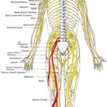 Sciatica & Piriformis Syndrome