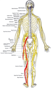 Sciatica & Piriformis Syndrome