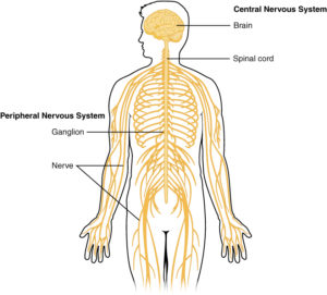 The Parasympathetic Nervous System