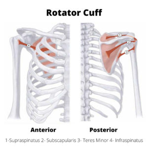 supraspinatus muscle