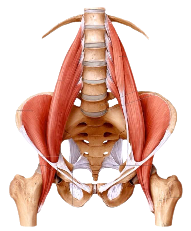 Pyramidalis muscle анатомия