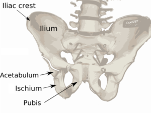 bones of the pelvis