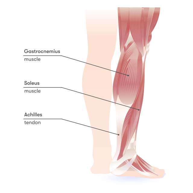 Calf Muscle Structure Diagram